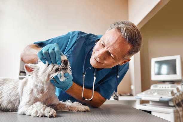 Best Emergency Dental Care for Abscessed Tooth in Horace, ND